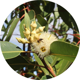 Eucalyptus Robusta 